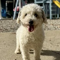 Frosty, a male Cavapoo for sale in Lagrange, IN – Photo 8 of 9