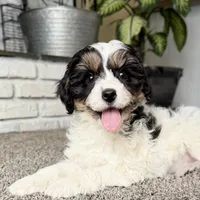 Frosty, a male Cavapoo for sale in Lagrange, IN – Photo 1 of 9