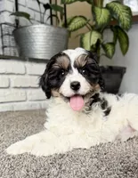 Frosty, a male Cavapoo for sale in Lagrange, IN – Photo 1 of 9
