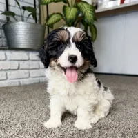 Frosty, a male Cavapoo for sale in Lagrange, IN – Photo 3 of 9