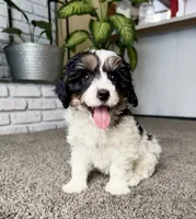 Frosty, a male Cavapoo for sale in Lagrange, IN – Photo 3 of 9