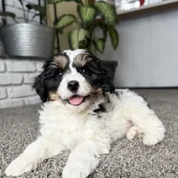 Frosty, a male Cavapoo for sale in Lagrange, IN – Photo 4 of 9