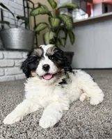 Frosty, a male Cavapoo for sale in Lagrange, IN – Photo 4 of 9