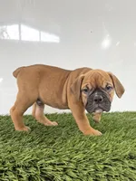 Max, a male Olde English Bulldogge for sale in Lagrange, IN – 2 of 5