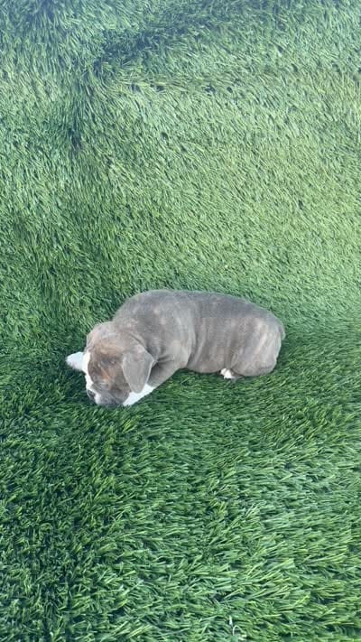 Willow , a female Olde English Bulldogge for sale in Lagrange, IN – 5 of 5