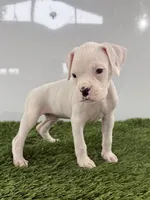 Messi, a male Boxer for sale in Lagrange, IN – 3 of 5