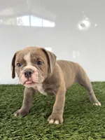 Lane, a male Olde English Bulldogge for sale in Lagrange, IN – 3 of 5