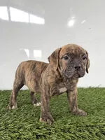 Lucy, a female Olde English Bulldogge for sale in Lagrange, IN – 3 of 5