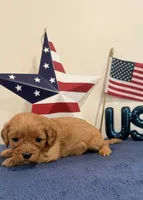 Firecracker, a male Cavapoo for sale in Lagrange, IN – 5 of 6