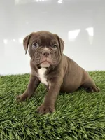 Duke, a male Olde English Bulldogge for sale in Lagrange, IN – 2 of 5