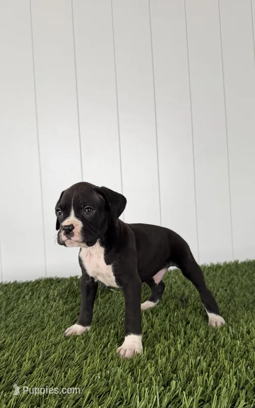 Parker – Boxer puppy for sale in Lagrange, IN