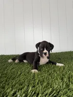 Parker, a male Boxer for sale in Lagrange, IN – Photo 5 of 5