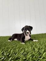 Parker, a male Boxer for sale in Lagrange, IN – Photo 4 of 5