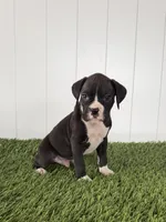 Parker, a male Boxer for sale in Lagrange, IN – Photo 2 of 5