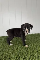 Parker, a male Boxer for sale in Lagrange, IN – Photo 3 of 5