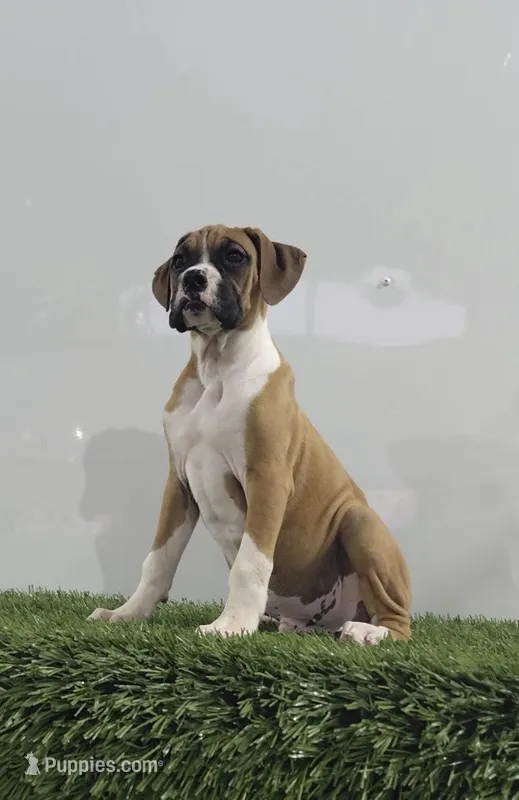Jax – Boxer puppy for sale in Lagrange, IN