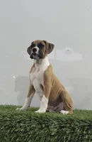 Jax, a male Boxer for sale in Lagrange, IN – 1 of 3