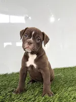 Chole, a female Olde English Bulldogge for sale in Lagrange, IN – 2 of 5