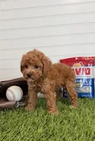 Wrigley, a female Cavapoo for sale in Lagrange, IN – 3 of 7