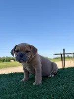Luna , a female Olde English Bulldogge for sale in Lagrange, IN – 5 of 6