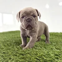 Troy, a male Olde English Bulldogge for sale in Lagrange, IN – Photo 2 of 3