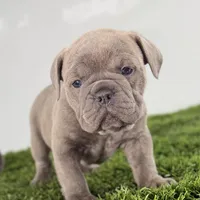 Troy, a male Olde English Bulldogge for sale in Lagrange, IN – Photo 3 of 3