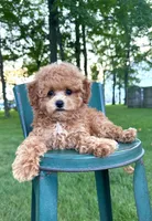 Toy F1Freddy, a male Cavapoo for sale in Lagrange, IN – 4 of 5