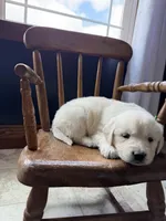 Bonnie, a female Golden Retriever and English Cream Golden Retriever for sale in Lagrange, IN – Photo 4 of 4
