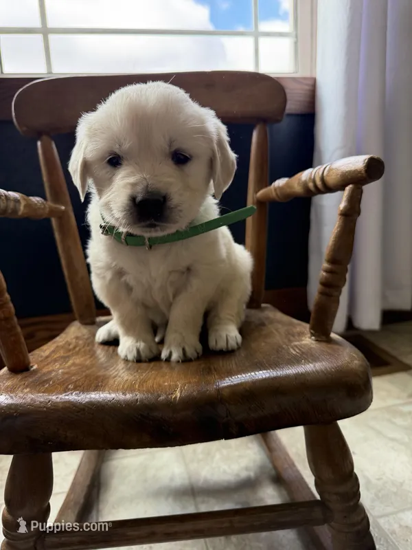 Bonnie – Golden Retriever, English Cream Golden Retriever puppy for sale in Lagrange, IN