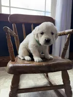 Bonnie, a female Golden Retriever and English Cream Golden Retriever for sale in Lagrange, IN – Photo 3 of 4