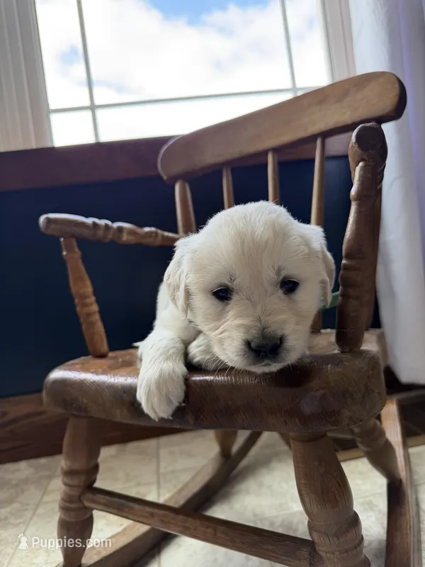 Bonnie – Golden Retriever, English Cream Golden Retriever puppy for sale in Lagrange, IN