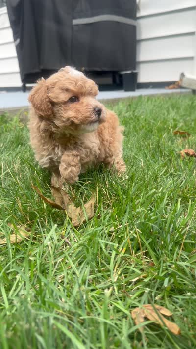 Rookie, a male Cavapoo for sale in Lagrange, IN – 6 of 6