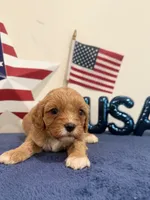 Patriot , a male Cavapoo for sale in Lagrange, IN – 2 of 5