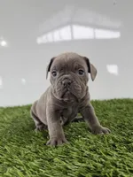 Trista, a female Olde English Bulldogge for sale in Lagrange, IN – Photo 3 of 3