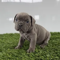 Trista, a female Olde English Bulldogge for sale in Lagrange, IN – Photo 1 of 3