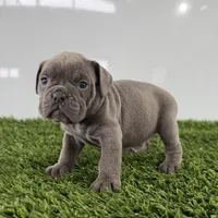 Trista, a female Olde English Bulldogge for sale in Lagrange, IN – Photo 2 of 3