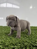 Trista, a female Olde English Bulldogge for sale in Lagrange, IN – Photo 2 of 3