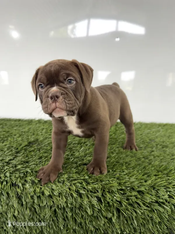 Duke – Olde English Bulldogge puppy for sale in Lagrange, IN