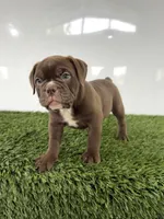 Duke, a male Olde English Bulldogge for sale in Lagrange, IN – 1 of 5
