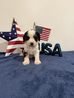 Yankee, a male Cavapoo for sale in Lagrange, IN – 3 of 7