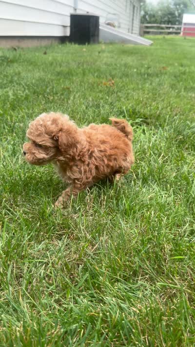 Bunt, a male Cavapoo for sale in Lagrange, IN – 7 of 7
