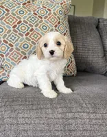 Libb, a female Cavapoo for sale in Lagrange, IN – Photo 2 of 5