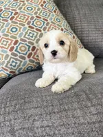 Libb, a female Cavapoo for sale in Lagrange, IN – Photo 4 of 5