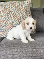 Libb, a female Cavapoo for sale in Lagrange, IN – Photo 3 of 5