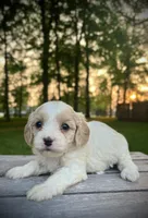 Libb, a female Cavapoo for sale in Lagrange, IN – Photo 5 of 5