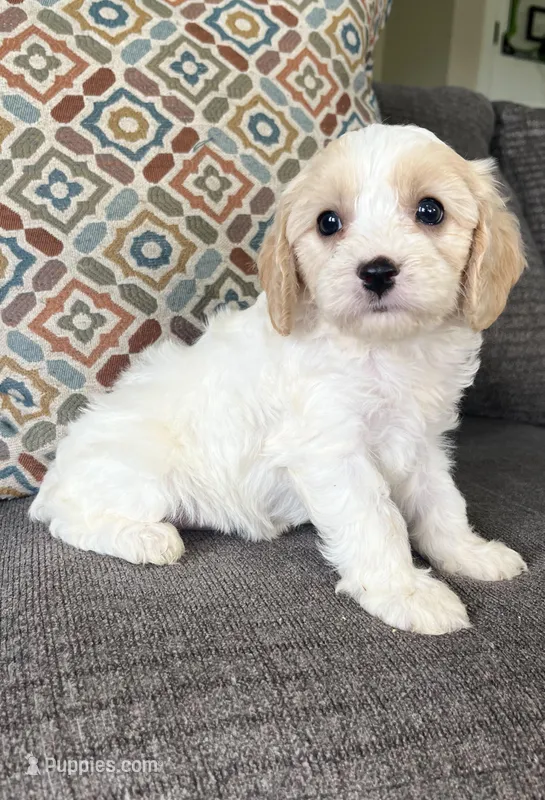 Libb, a female Cavapoo for sale in Lagrange, IN – Photo 1 of 5