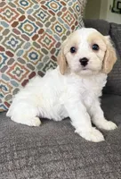 Libb, a female Cavapoo for sale in Lagrange, IN – Photo 1 of 5