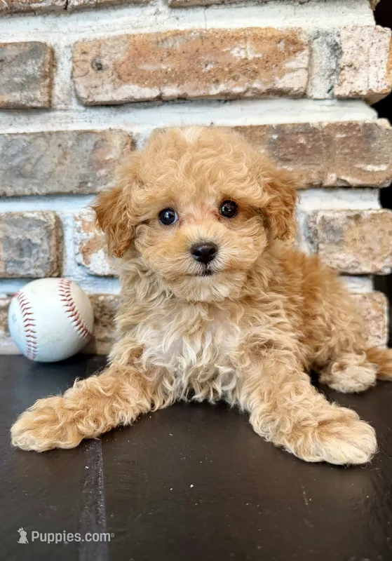 Slugger – Cavapoo puppy for sale in Lagrange, IN