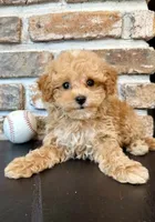Slugger Toy F1, a male Cavapoo for sale in Lagrange, IN – 1 of 7