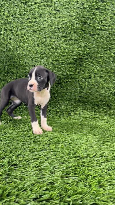 Myla, a female Boxer for sale in Lagrange, IN – 5 of 5